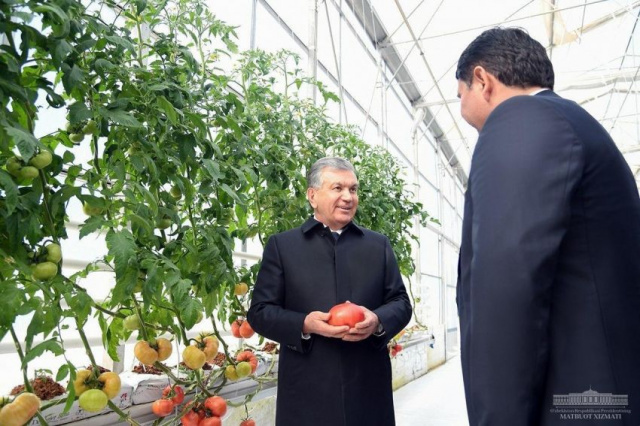 Exports from a modern greenhouse amounted to $480 thousand