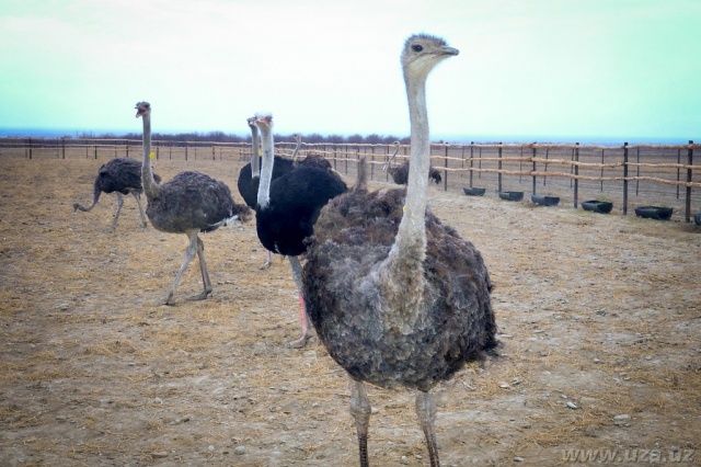 THE UZBEK-BRITISH JOINT VENTURE IN FERGANA REGION